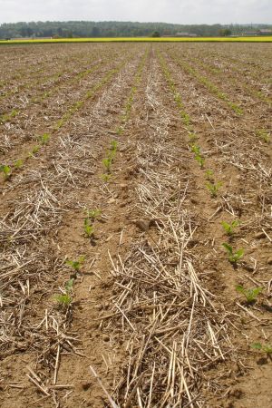 Strip-Till Verfahren bei Zuckerrüben