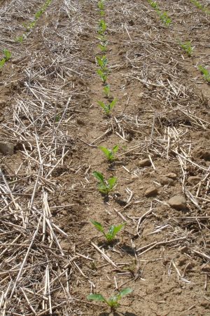 Zuckerrübenkeimlinge im Strip-Till Verfahren